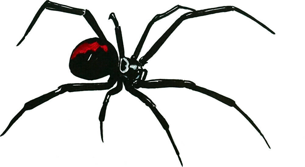 Primary image for Black Widow Spider Sticker Decal Glass Window Bumper Mirror Trailer ATV RV SUV