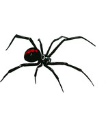 Black Widow Spider Sticker Decal Glass Window Bumper Mirror Trailer ATV ... - £5.53 GBP+