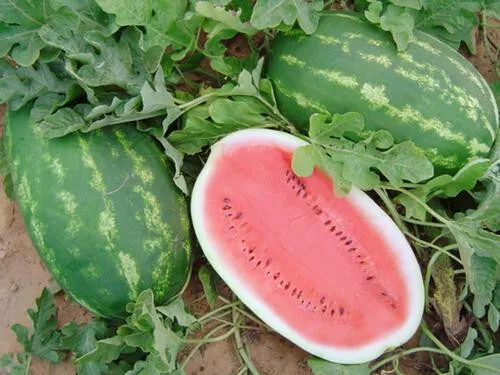 50 Allsweet Watermelon Seeds For Garden Planting USA Seller - £8.27 GBP