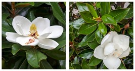 20-28 inch tall &quot;&#39;Bracken&#39;s Brown Beauty &quot; Southern Magnolia Tree Well Rooted - £47.76 GBP