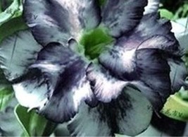 2 Black and White Desert Rose Flower Seeds for Garden - £10.79 GBP