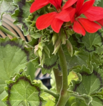 (3) 6&quot; Unrooted Plant Cuttings Geranium Hortorum ~ Red W/ Ring Variegated Leaf - £23.90 GBP