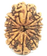 Rare Super Collector Size 12 Mukhi Rudraksha - Nepal - IGL Certified - 3... - $590.47 CAD