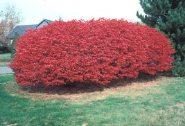 20 Burning Bush Seeds Euonymus Alatus US Fast Shipping - $12.40