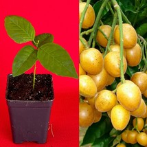 Yellow Wampee Wampi Clausena Lansium Potted Tree Fruit Tropical Plant - £20.23 GBP
