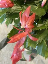 Stunning Mandarin Orange Schlumbergera Cactus (2) Unrooted Starter Plants - $3.99