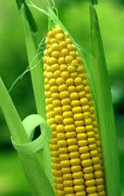 35 Amazon Giant yellow Corn Seeds-1245