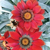 Gazania Ground Cover Plant Frosty Red Flower Seeds 50 Seeds Fresh Seeds ... - £16.20 GBP