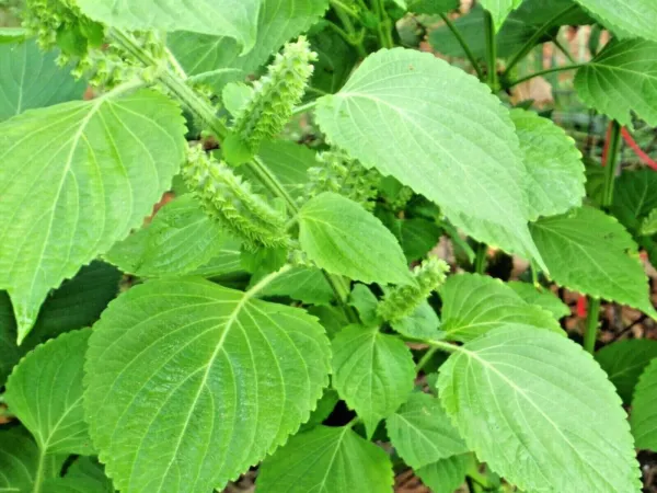 101 Green Shiso Perilla Japanese Herb Vegetable Beefsteak Plant Sushi Soup Fresh - £20.40 GBP