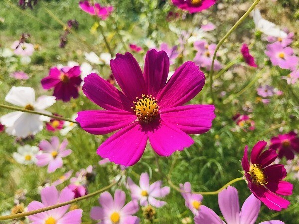 Cosmos Bipinnatus Common Or Cosmos Mexican Aster 50 Seeds New Fresh US S... - $27.58