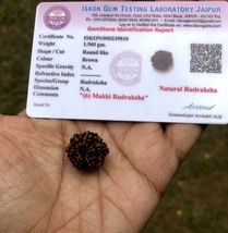 LAB CERTIFIED 6 Mukhi RUDRAKSHA Chahmukhi Rudraksh 6 Face Rudraksham 1 P... - $14.94