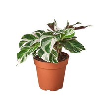 Calathea 'White Fusion'-4" Pot - $996.62 MXN