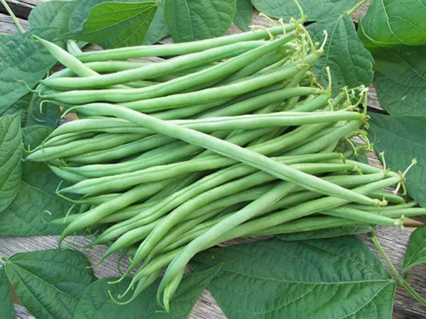 DW Garden Seeds 75 Green Bush Bean Landreth String Less Seeds Fresh - £7.81 GBP