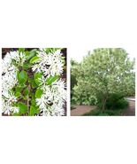Chinese Fringe Grancy Grey Beard Chionanthus Retusus 1gal. Live Tree Flowering - $94.93