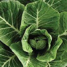 Vates Collard Greens - Organic Heirloom Seeds - Slow Bolting And Frost R... - $8.98
