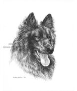 #381 BELGIAN SHEPHERD portrait dog art print  Pen and ink drawing by Jan Jellins - $12.50