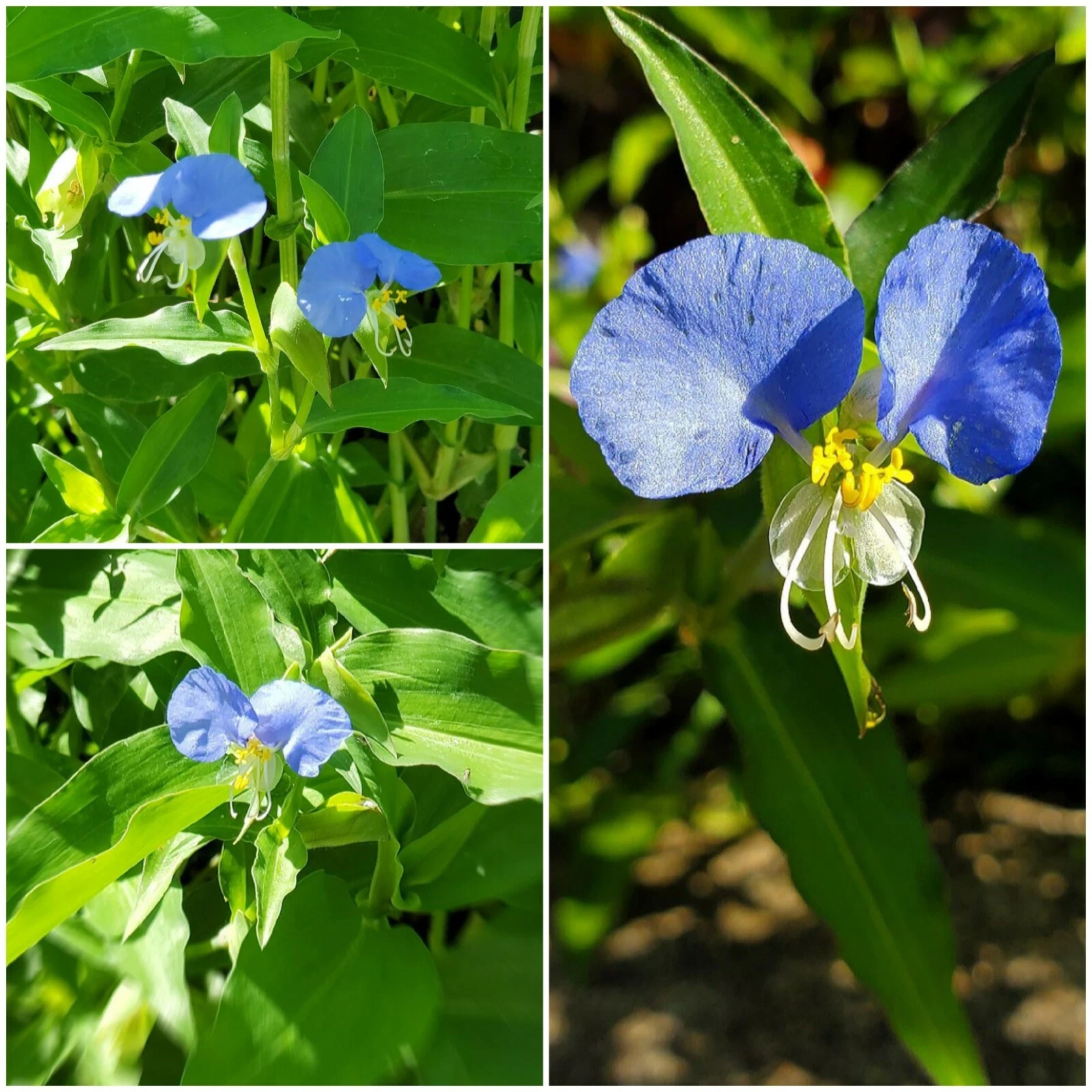 ???    Spiderwort Day Lily Plant 10 Cuttings, Wandering Jew Blue - $28.61
