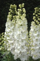 50 White Delphinium Garden Flower Flowres Bloom Sun Perennial Seeds  - £12.76 GBP