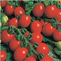 Principe Borghese Tomato Seeds 25 Seed Heirloom Organic Non Gmo Fresh - £8.50 GBP