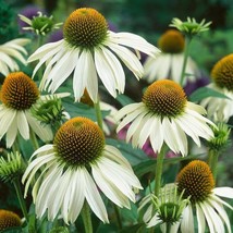 USA SELLER White Swan Coneflower Seeds 25 400 Seeds 1257 Fast Shipping - £7.26 GBP