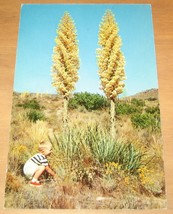 California Yucca In Bloom Postcard - £8.12 GBP