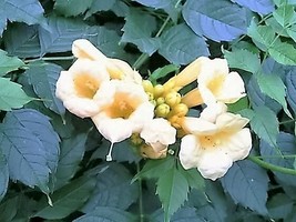 10 Yellow Hummingbird Trumpet Vine Flower Campsis Radicans - £13.67 GBP