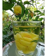 High Quality Dried Golden Camellia Chrysantha Flowers Tea 1kg - $60.00