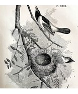 Orchard Oriole Victorian 1856 Bird Wood Engraving Antique Nature Ephemer... - $54.86 CAD