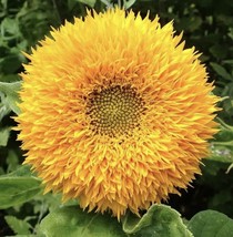 Teddybear Sunflower Seeds Beautiful Nongmo Heirloom Flower Seeds Fresh Harvest F - £5.41 GBP