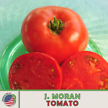  J. Moran Tomato Seeds, Heirloom, Non-GMO, Genuine USA 10 Seeds - £9.14 GBP