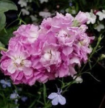 50 Pc Seeds Pink Evening or Night Scented Stock Matthiola Flower Plant | RK - £11.51 GBP