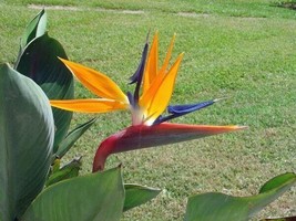 SKMO Strelitzia Reginae | Bird Of Paradise | Crane Flower | 10 Seeds - £13.40 GBP