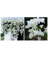 STARTER PLANTS White Bougainvillea Trumpet in small pot 2.5&quot; x 4&quot; inch p... - $57.99