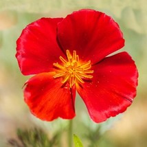 40 Strawberry Fields California Poppy Seeds Mix Flower Reseeding Annual - £14.19 GBP