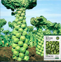 Brussels Sprout Seeds - 5 Gram Seeds Easy To Grow Seed - £4.78 GBP