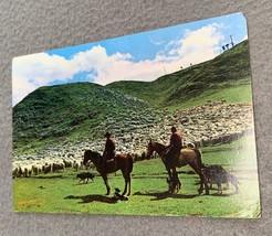 Vintage New Zealand Postcard with Sheep Shepherds - $6.98