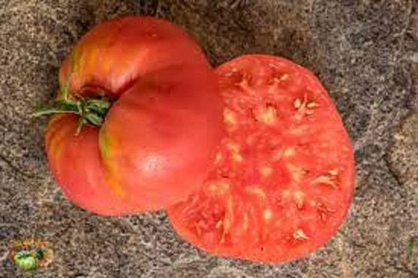 50 Seeds Basket Vee Tomato Juicy Tomatoe Vegetable Garden US Fast Shipping - $68.38 MXN