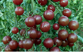 HGBO 30 Seeds Chocolate Cherry Tomato Seeds Super Sweet Heirloom Organicrare Fro - £6.87 GBP