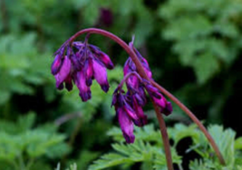 25 Pc Seeds Dark Purple Bleeding Heart Flower, Bleeding Seeds for Planting | RK - £13.47 GBP