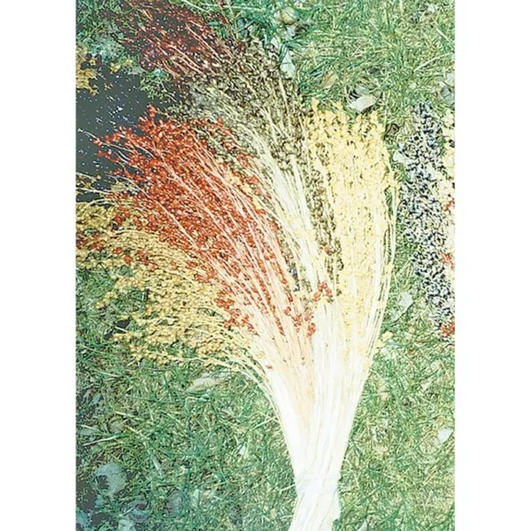 50 Multicolor Broom Corn Seeds Non Gmo Heirloom Fresh Garden - £7.05 GBP