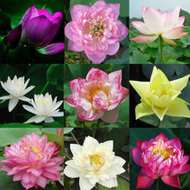 Purple Potted Lotus Flower Seeds Gorgeous Nelumbo Aquatic Plants - AF - 20pcs/pa - £22.04 GBP