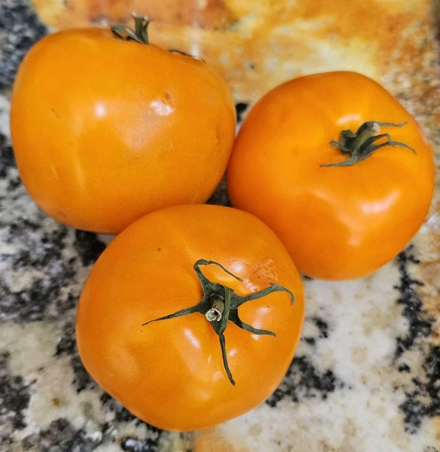 Orange Queen Tomato Seeds (30) / Organic / Florida Grown / Super Rare - $12.39