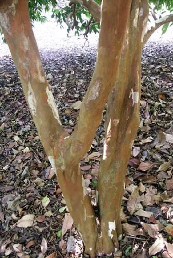 Red Stopper Eugenia rhombea, Florida native wild bird tree bonsai seed 100 seeds - $74.97