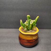 Ogre Ear Jade Succulent, Variegated Gollum Jade, in Ceramic Planter - £13.36 GBP