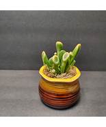 Ogre Ear Jade Succulent, Variegated Gollum Jade, in Ceramic Planter - £13.58 GBP