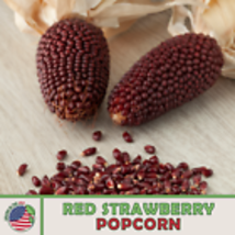 Red Strawberry Popcorn Seeds, Sweet Heirloom, Non GMO, Genuine 25  Seeds - £9.00 GBP