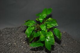 CRYPTOCORYNE WILLISI 1 POT -Freshwater Aquatic Live Plants SUPER PRICE !... - $110.59 MXN