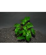CRYPTOCORYNE WILLISI 1 POT -Freshwater Aquatic Live Plants SUPER PRICE !... - $108.34 MXN