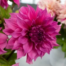 1 - DINNERPLATE DAHLIA Cafe au Lait ROSE Bulb Tuber Clump 10&quot; PLUS FLOWERS - $44.91 CAD