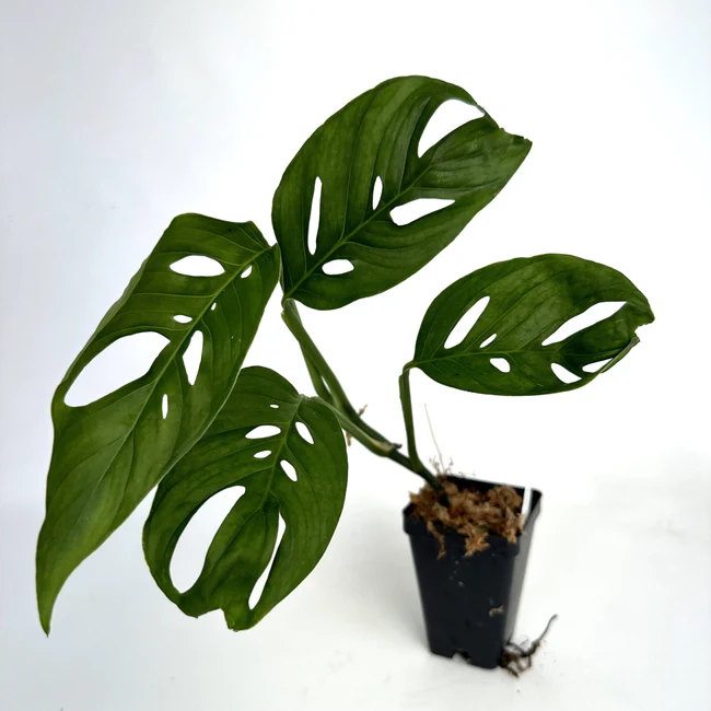 WWATER Monstera Adansonii Friedrichsthalii 3.5 until 4 Inch Pot USA Seller - £38.63 GBP